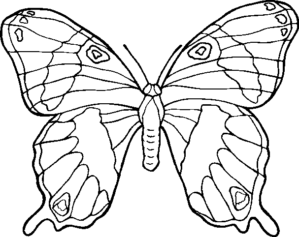 Butterfly